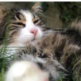 Foto del gato perdido en Davayat