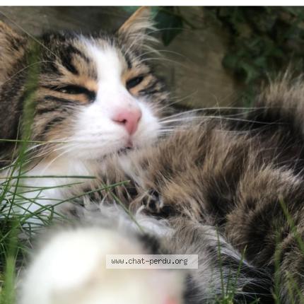 Foto 1/1 PAN Chat perdido en Davayat