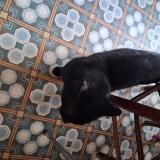 Foto de gato encontrado en Clermont Ferrand