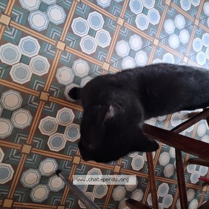 Foto 1/1 Gato encontrado Encontrado en Clermont ferrand