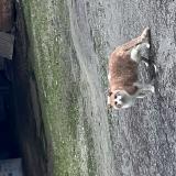 Foto de gato encontrado en Saint Carne