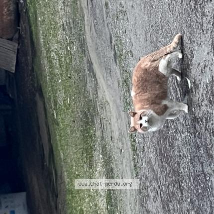 Foto 1/1 Gato encontrado Encontrado en Saint carne
