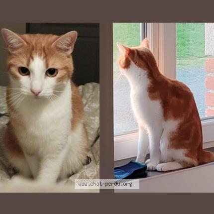 Foto 1/1 Diaval Chat perdido en St jean de monts