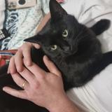 Foto del gato perdido en Etrelle Sur Aube