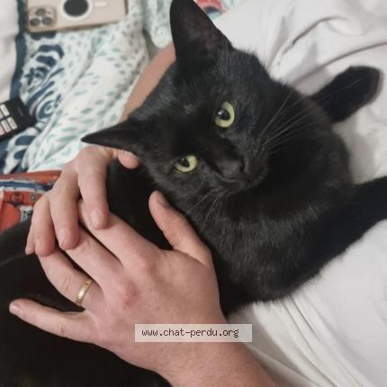 Foto 1/1 Ellesse Chat perdido en Etrelle sur aube