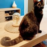 Foto de gato encontrado en Malataverne