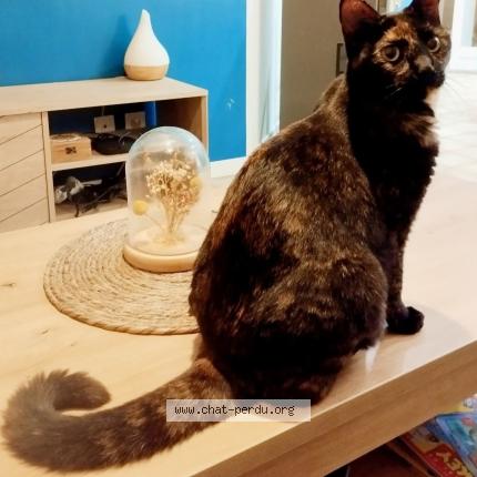 Foto 1/1 Gato encontrado Encontrado en Malataverne