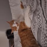 Foto del gato perdido en Le Mans