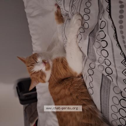 Foto 1/1 Jimmy Chat perdido en Le mans