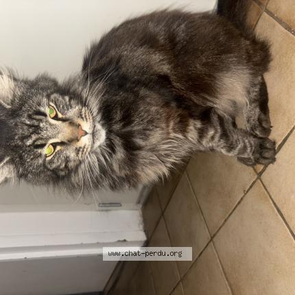 Foto 1/1 Ulysse Chat perdido en Pouilly