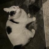 Foto de gato encontrado en Sainte Genevieve Des Bois