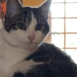 Foto del gato perdido en Erdre En Anjou