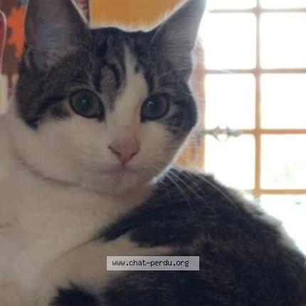 Foto 1/1 Moka Chat perdido en Erdre en anjou