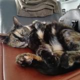 Foto del gato perdido en Draguignan