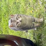 Foto de gato encontrado en Philondenx