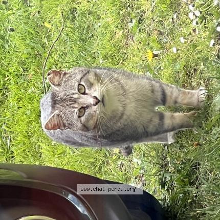 Foto 1/1 Gato encontrado Encontrado en Philondenx