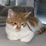 Foto del gato perdido en Saint Chamond