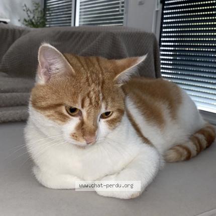 Foto 1/1 Findik Chat perdido en Saint chamond