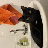 Foto del gato perdido en Vannes