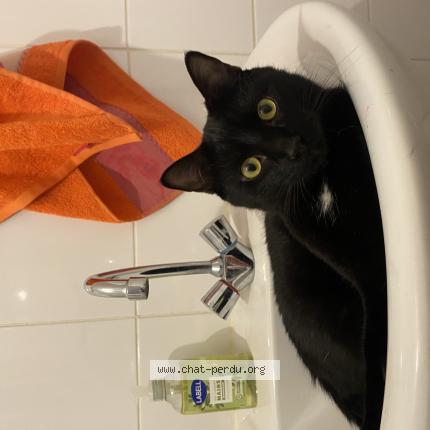 Foto 1/1 lilo Chat perdido en Vannes