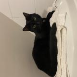 Foto del gato perdido en Vannes