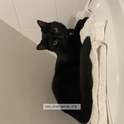 Foto 1/4 Lilo Chat perdido en Vannes