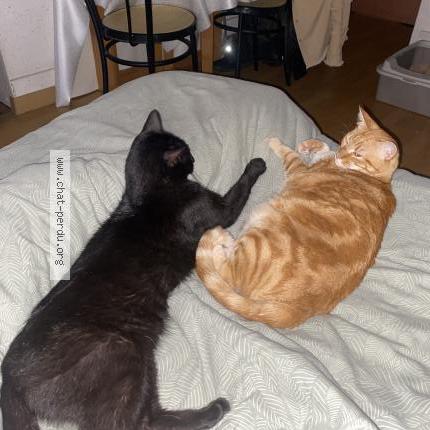 Foto 4/4 Lilo Chat perdido en Vannes