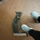 Foto del gato perdido en Nice