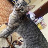 Foto del gato perdido en Lima