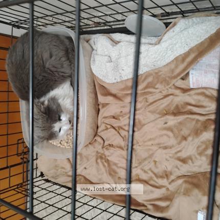 Foto 1/1 Gato encontrado Encontrado en Portland