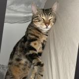 Foto del gato perdido en Sevran