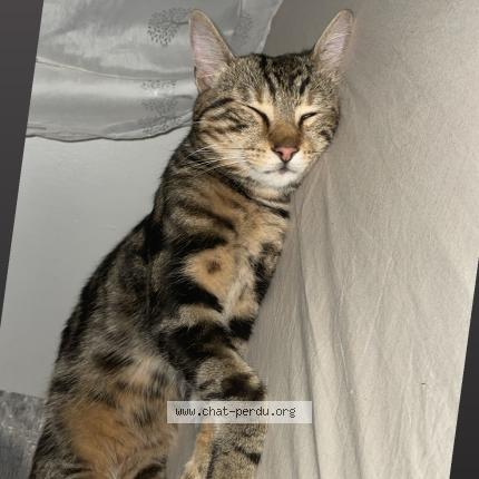 Foto 1/1 Jimmy Chat perdido en Sevran