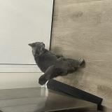 Foto del gato perdido en Columbus