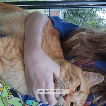 Foto 1/1 Gourd Chat perdido en Lafayette