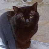 Foto de gato encontrado en Ganshoren