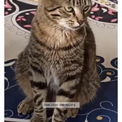 Foto 1/3 Tigrou Chat perdido en Les essarts le roi