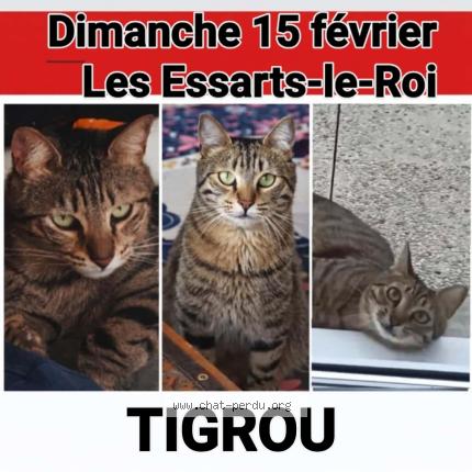 Foto 2/3 Tigrou Chat perdido en Les essarts le roi