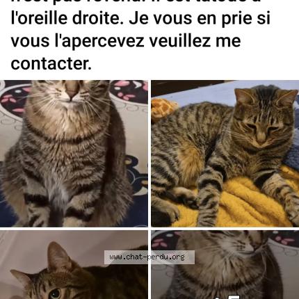 Foto 3/3 Tigrou Chat perdido en Les essarts le roi