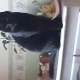 Foto de gato encontrado en Beaumont En Beine