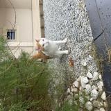 Foto del gato perdido en Fontoy