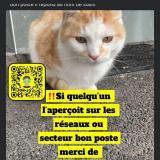 Foto del gato perdido en Lys Lez Lannoy