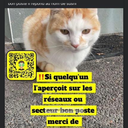 Foto 1/1 Sushi Chat perdido en Lys lez lannoy