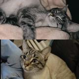 Foto del gato perdido en Deuxville