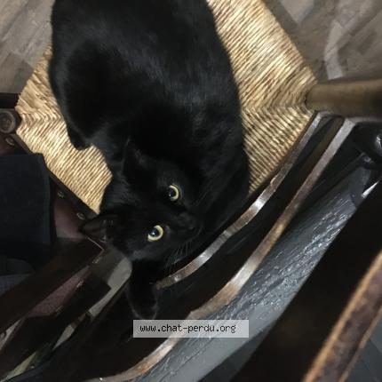 Foto 1/1 Maxou Chat perdido en Drignac