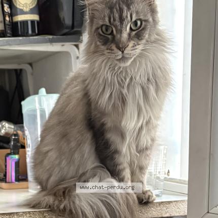 Foto 1/1 Rita Chat perdido en La croix en touraine