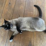 Foto de un gato reunido en Zaventem