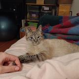 Foto de gato encontrado en Bruxelles