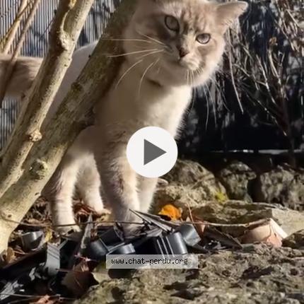 Foto 1/1 Gato encontrado Encontrado en Cessy