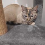 Foto del gato perdido en Locoal Mendon