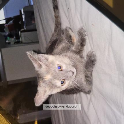 Foto 1/1 Abby Chat perdido en Nimes